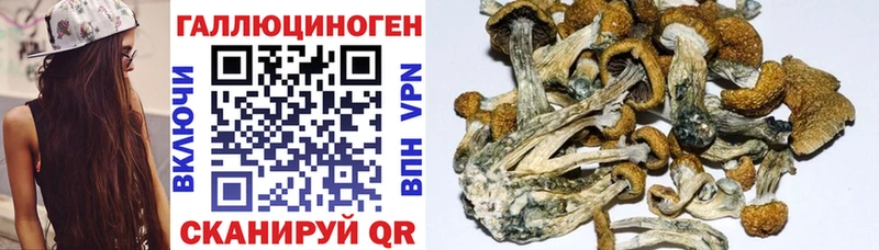 Галлюциногенные грибы Psilocybine cubensis  Купить где  Котовск 